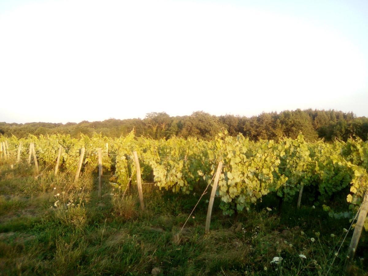 Mas Des Vignes Piscine Chauffee Bed and Breakfast Le Champ-Saint-Pere Εξωτερικό φωτογραφία